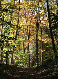 fall trees in rossevelt forest